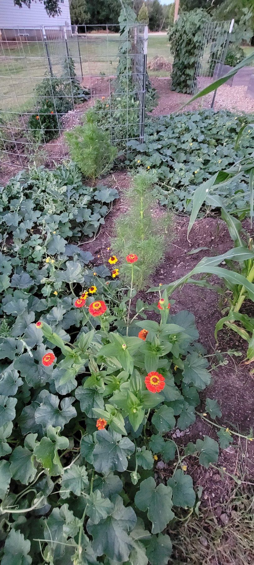 The Hamilton garden in full bloom