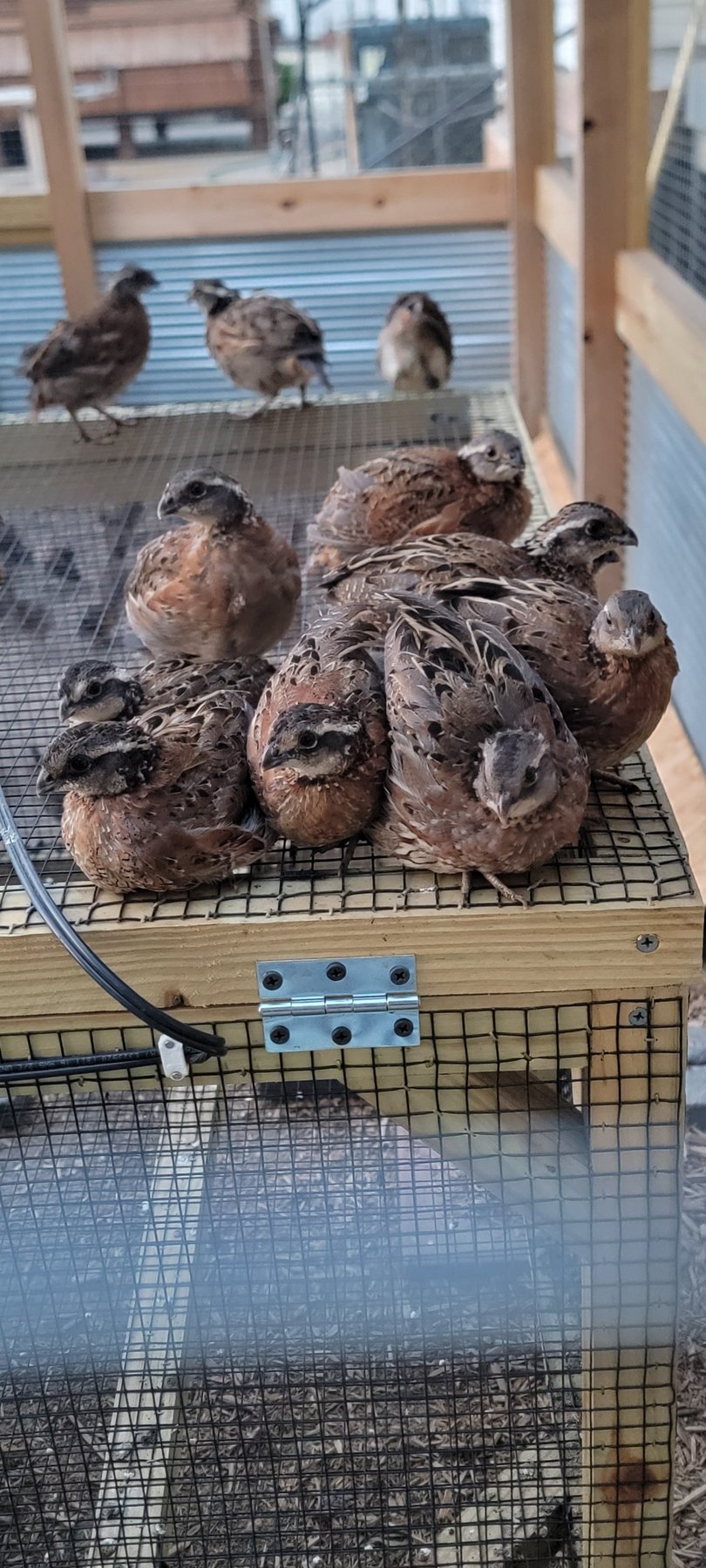 Close-up group of Northern Bobwhite quail