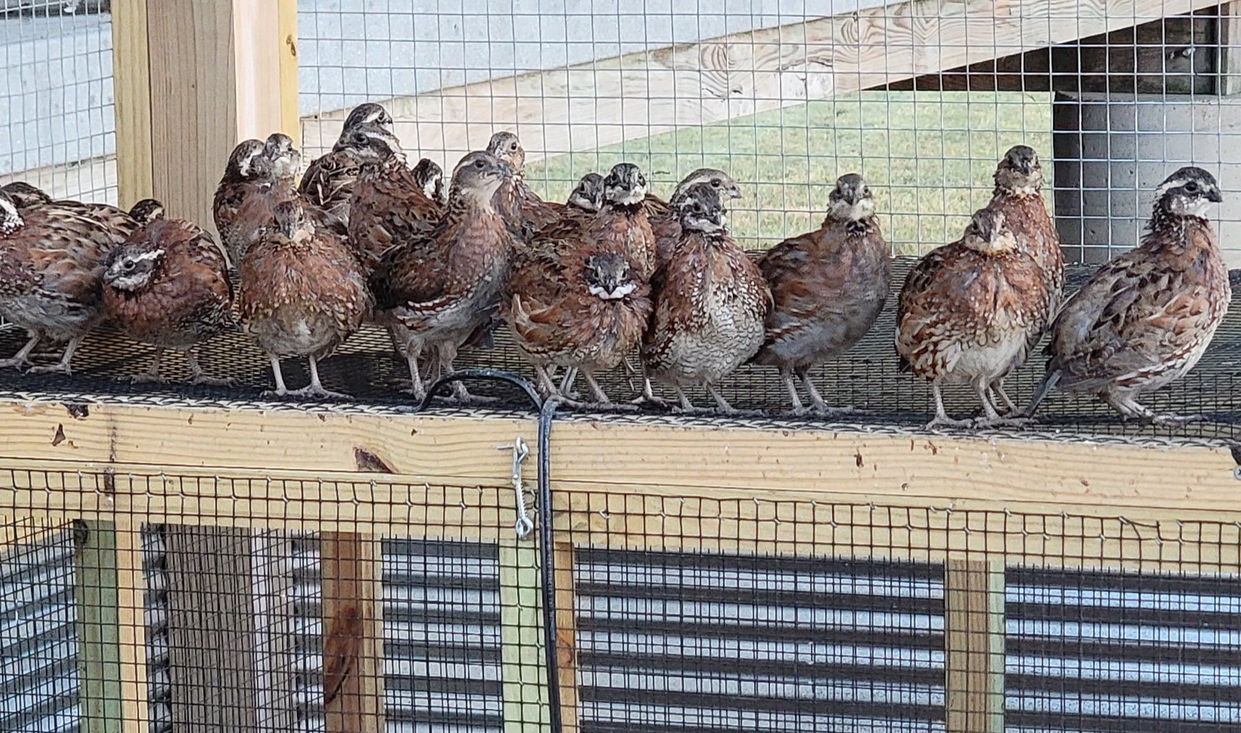 Northern Bobwhite quail lined up on their pen at J B Hamilton Farms