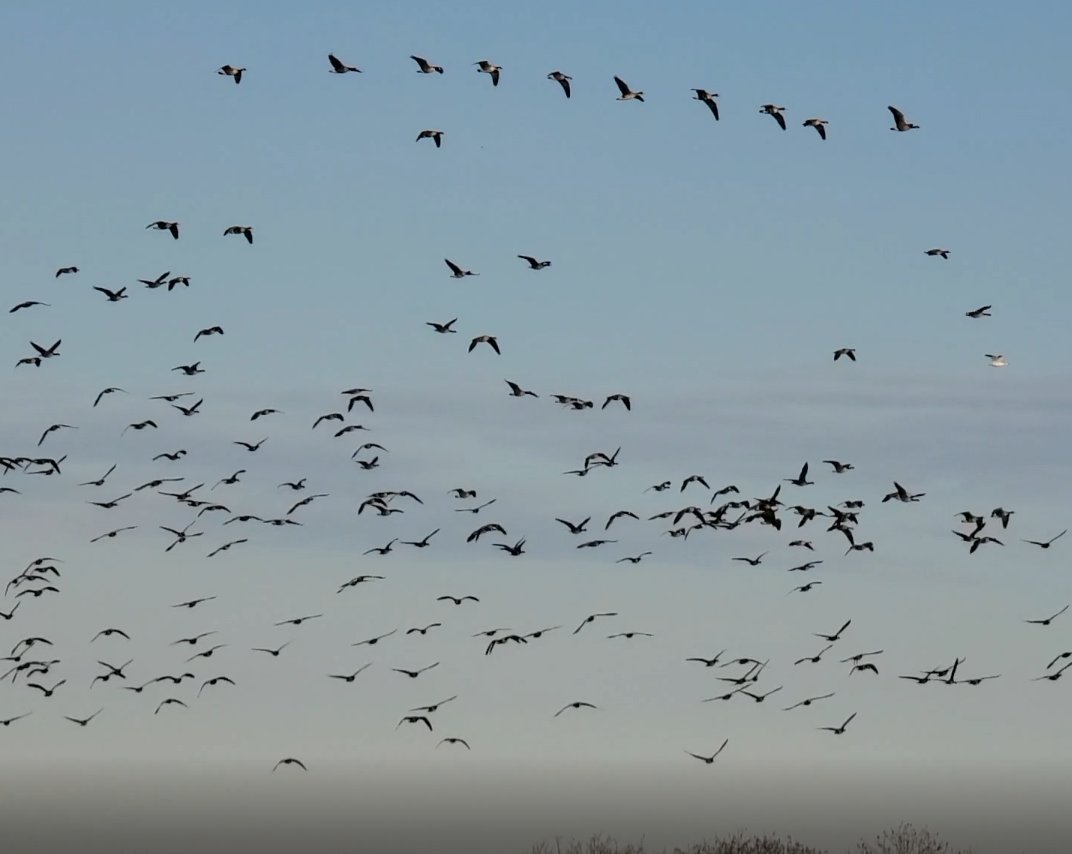 Waterfowl flock in flight over the farm